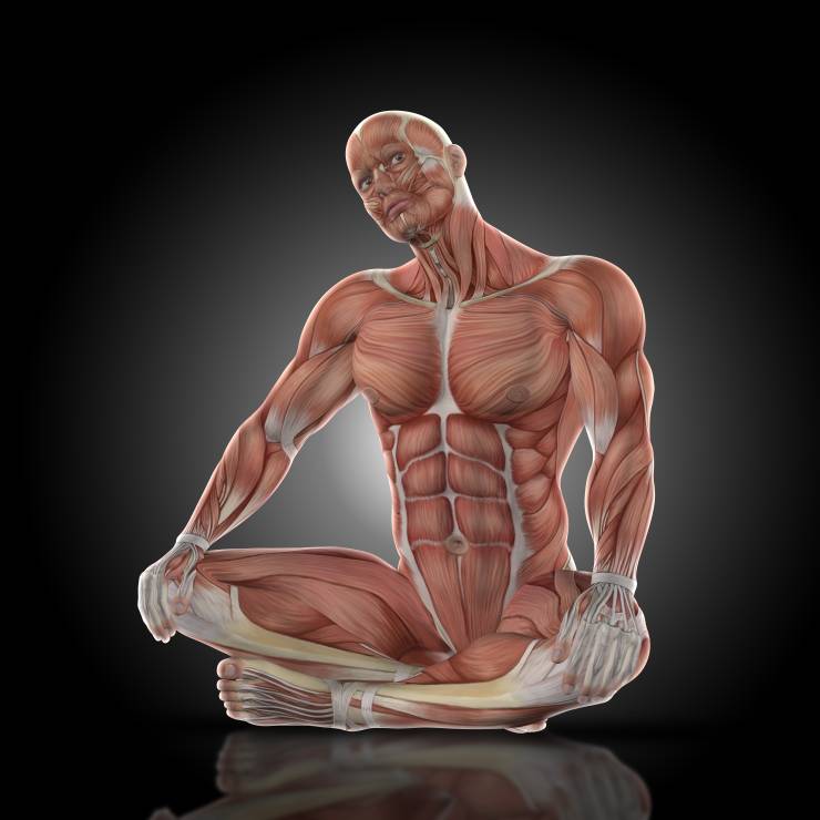 ANATOMÍA, FISIOLOGÍA GENERAL Y DEL EJERCICIO
